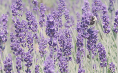 Calling Northern Nova Scotia Community Impact Organizations